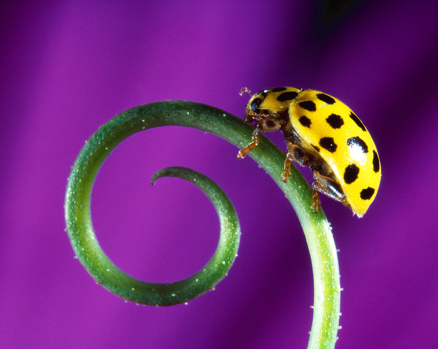 Side View Close Up Of Yellow Ladybug Photograph by Panoramic Images ...