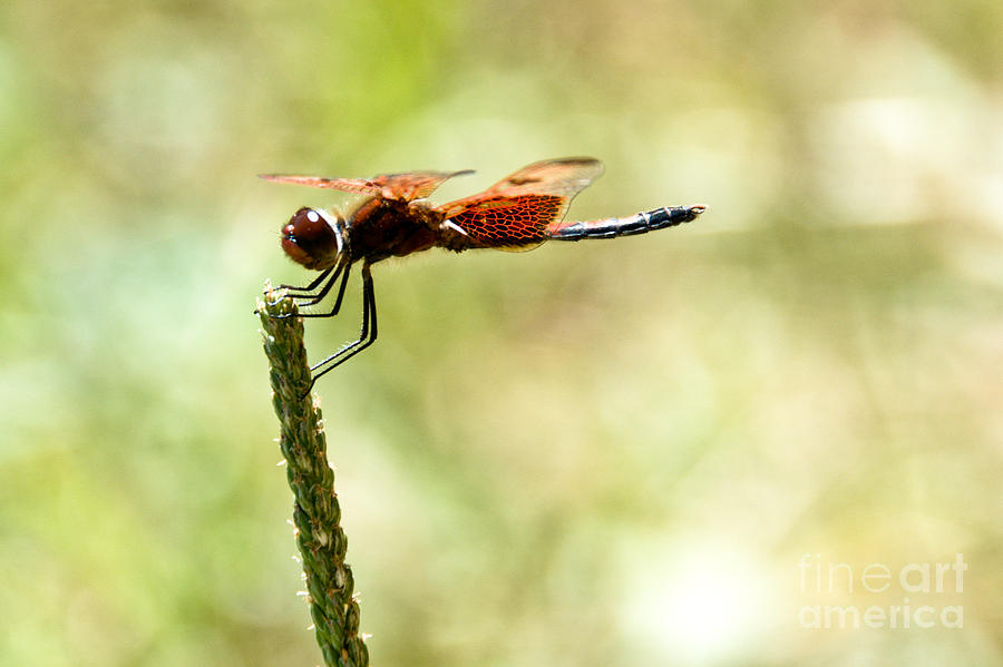 Side view of a Calico Pennant Photograph by Cheryl Baxter