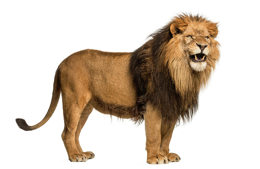 Side View Of A Lion Roaring, Panthera by Life On White