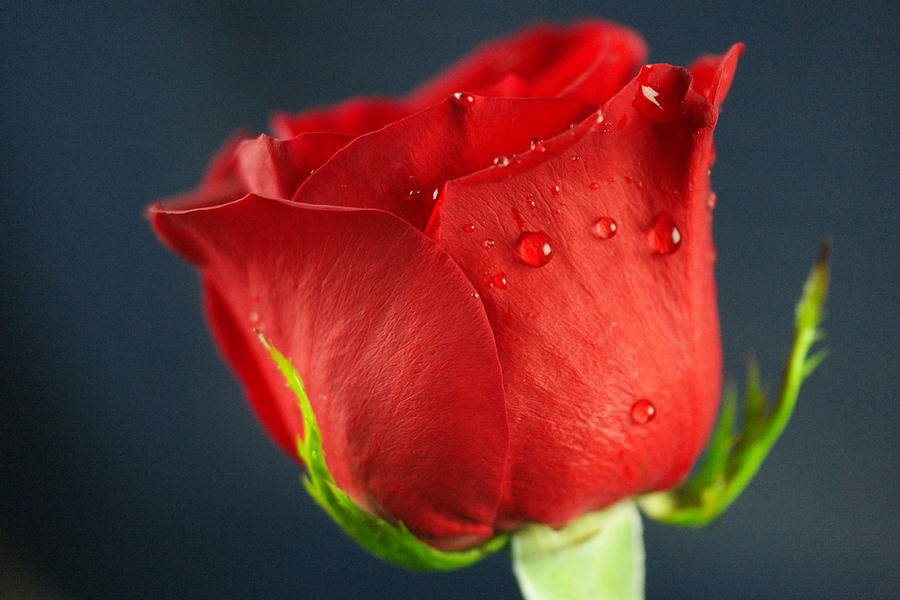 Side view of a wet rose Photograph by Jeff Swan