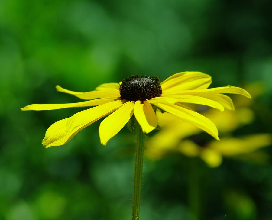 Side View Of A Yellow Flower Photograph by Jeff Swan