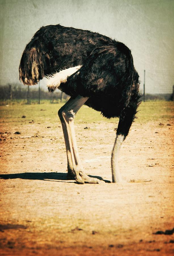 Side View Of An Ostrich On Landscape Photograph by Robert Morrissey / Eyeem Side View Of An Ostrich On Landscape Photograph by Robert Morrissey / Eyeem