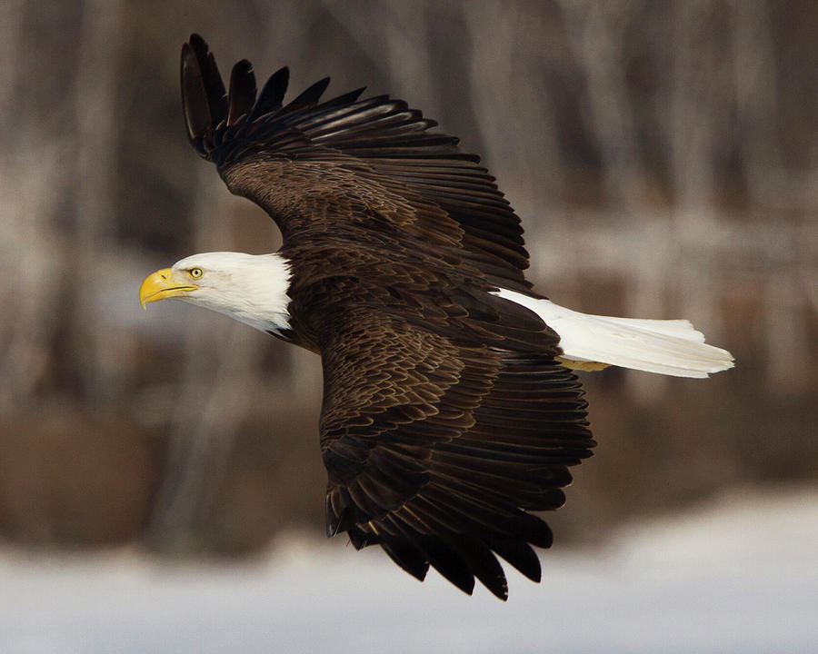 Side View Of Bald Eagle Haliaeetus Photograph by Carl D. Walsh - Fine ...