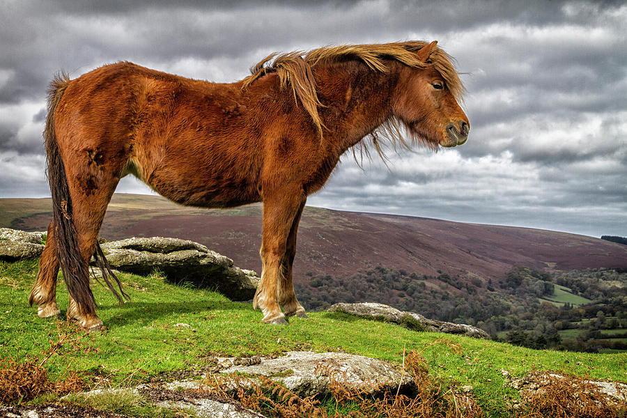 Side View Of Brown Dartmoor Pony by Andrew Pym / Eyeem