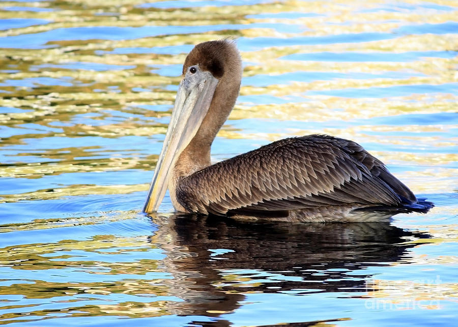 Side View of Brown Pelican Photograph by Carol Groenen