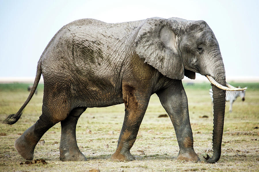 7,015 Elephant Side View Stock Photos, High-Res Pictures, and Images -  Getty Images