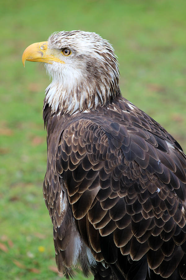 What Is A Female Bald Eagle Called