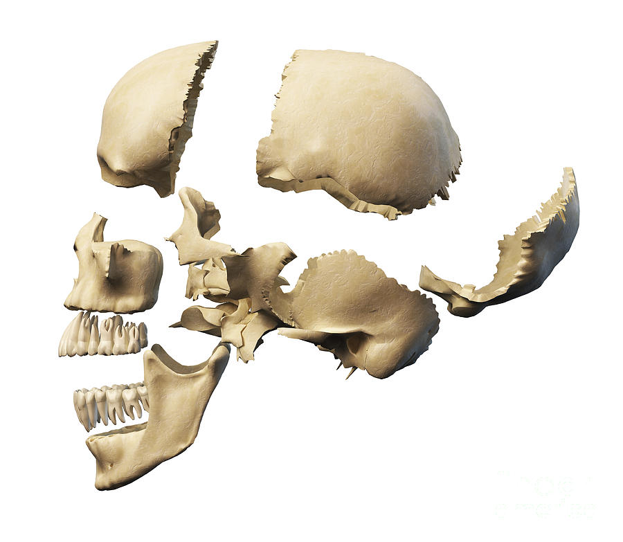 Side View Of Human Skull With Parts Digital Art