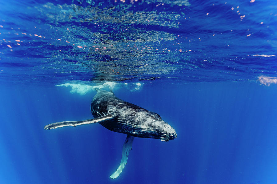 Side View Of Humpback Whale Swimming Photograph by Ted Wood - Fine Art ...