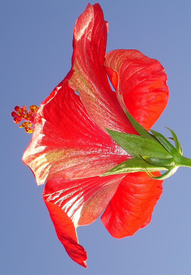 Side View of Scarlet Red Hibiscus In Bright Light Photograph by Taiche Acrylic Art