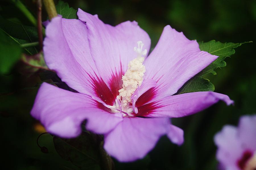 Side Yard Flower 1 Photograph by Daniel Thompson - Fine Art America