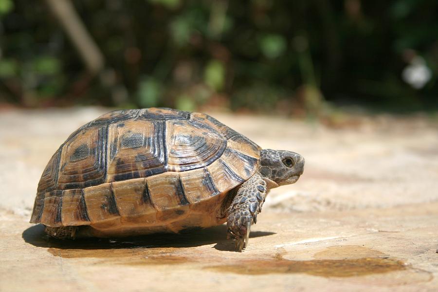 Sideview of A Walking Turkish Tortoise Photograph by Taiche Acrylic Art