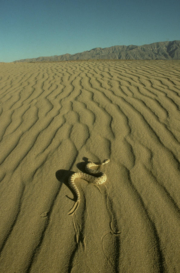 Sidewinder In Desert Photograph by Chris Mattison/FLPA