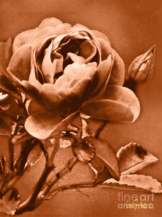 Sienna Rose Photograph by Carol F Austin