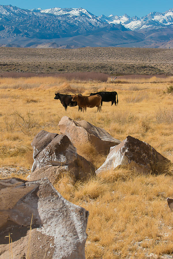 Sierra Cattle Photograph