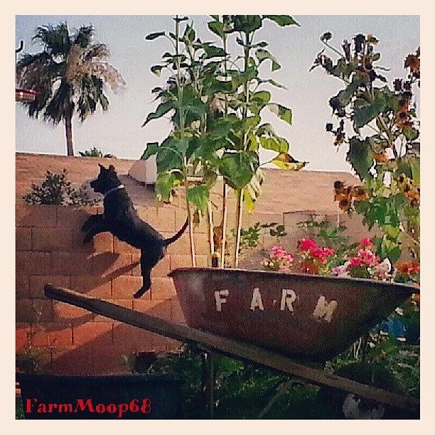 Phoenix Photograph - #sierra #high #jump #dog #amazing by Dave Moore