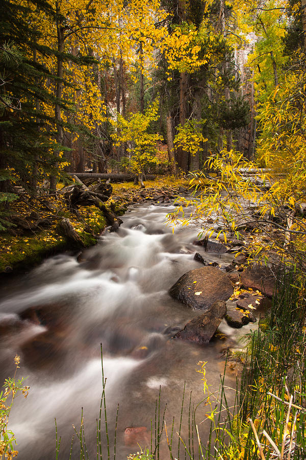 Sierra Nevada Fall Photograph by Peter Tellone