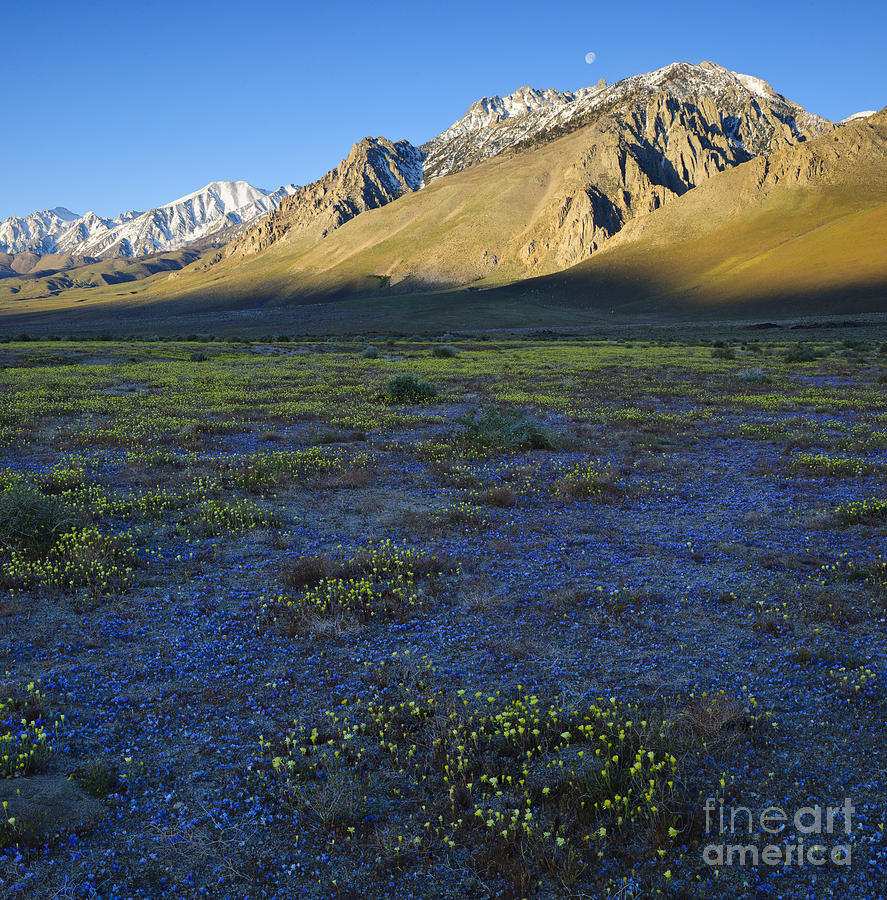 Sierra Nevada Mountains Photograph by John Shaw