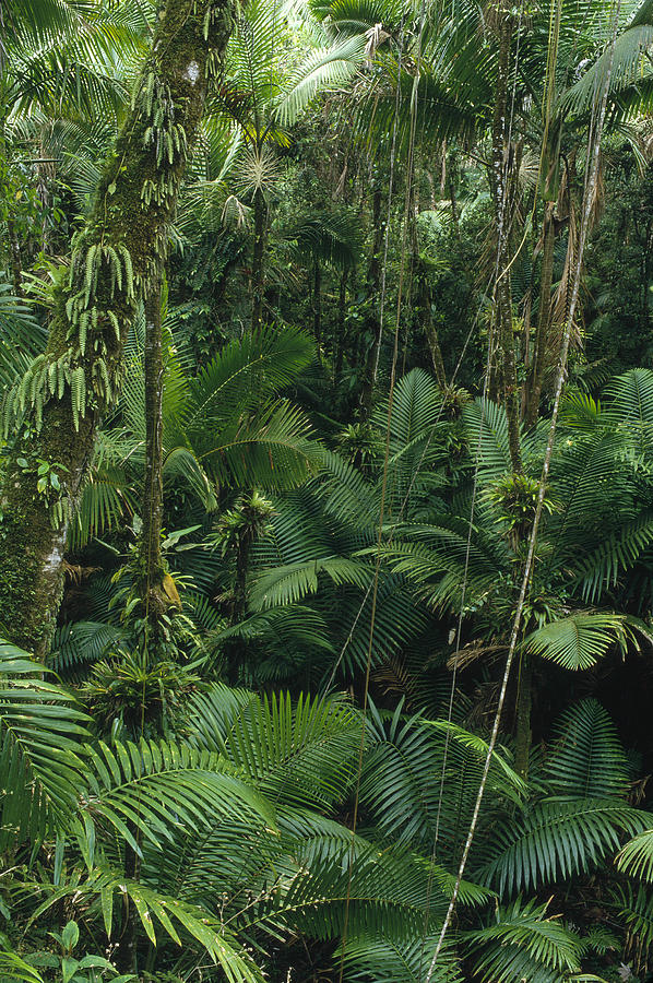 Sierra Palm Trees El Yunque Puerto Rico Photograph by Gerry Ellis