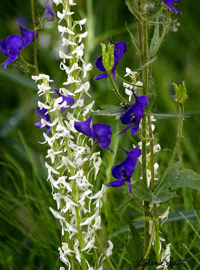 Sierra Rein Orchid and Monkshood Photograph by Stephanie Salter