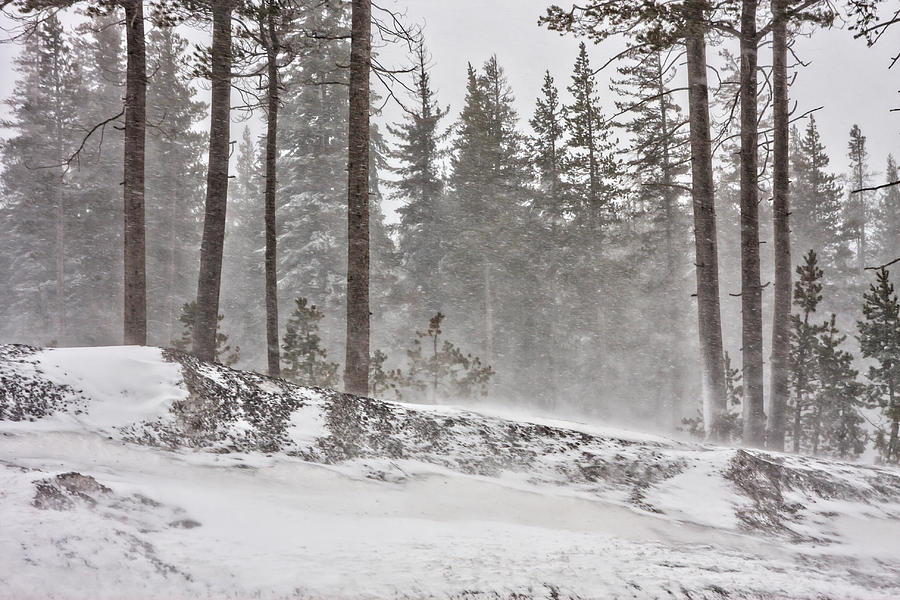 Sierra Snow Photograph by Marc Crumpler