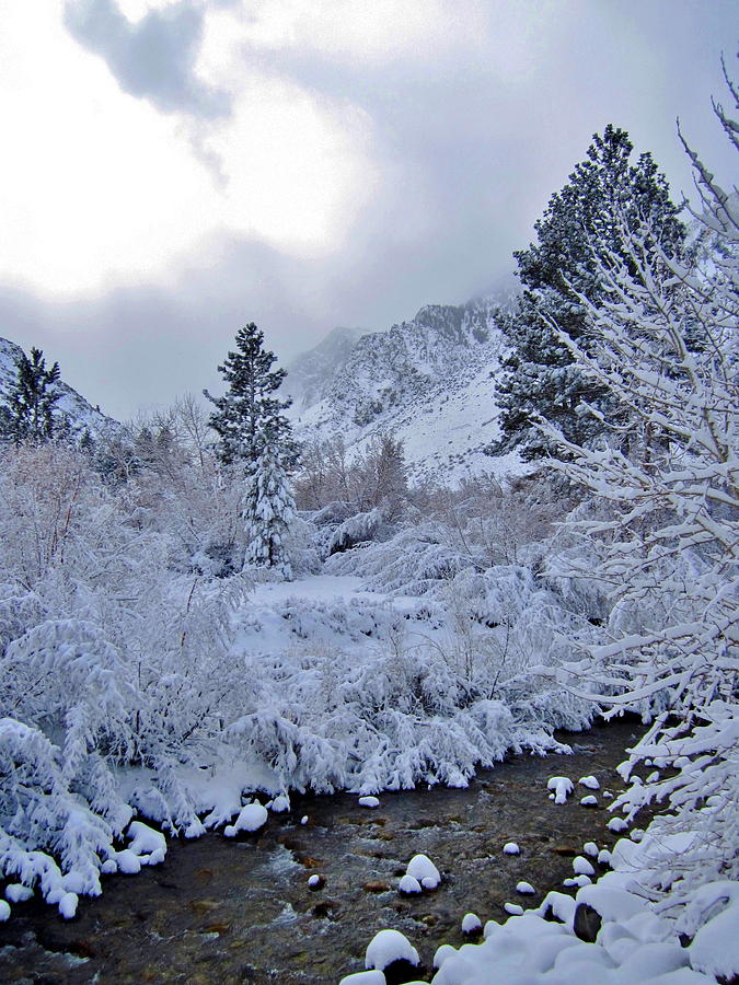 Sierra Snow Photograph by Marilyn Diaz