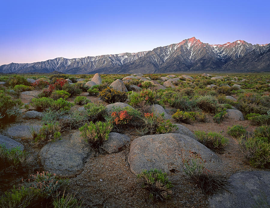 Sierra Springtime Photograph by Paul Breitkreuz