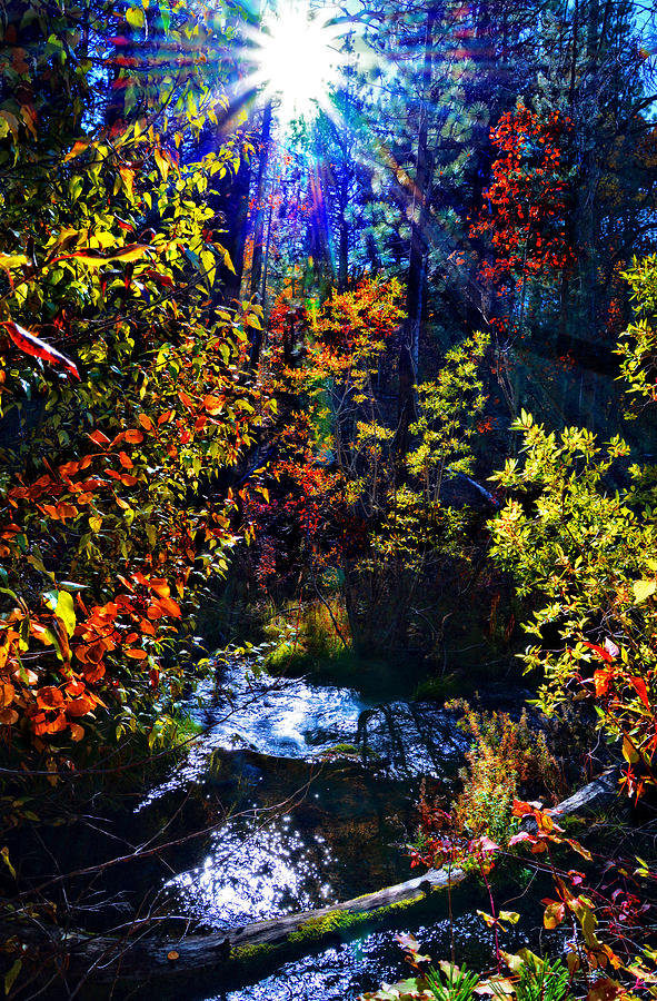 Fall Photograph - Sierra Star by Lynn Bauer