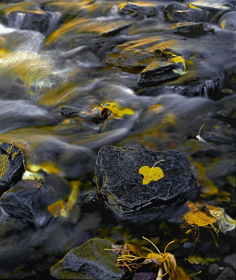 Sierra Stream Photograph by Paul Breitkreuz