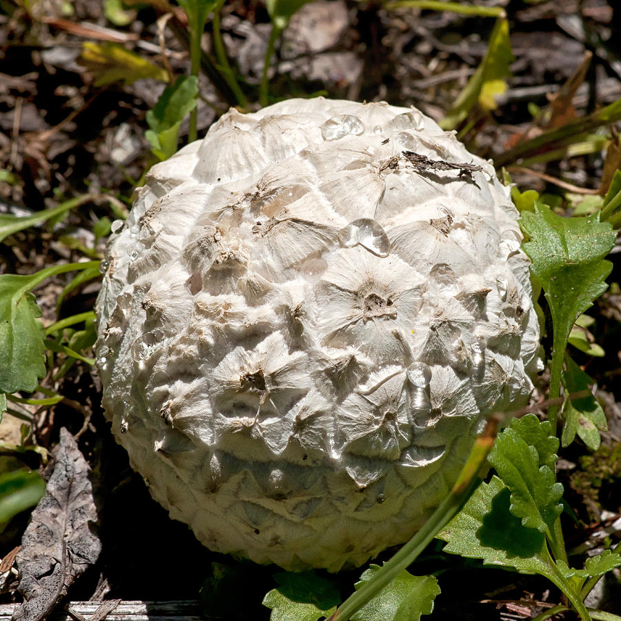 Mushroom Photograph - Sierran Puffball by Betty Depee
