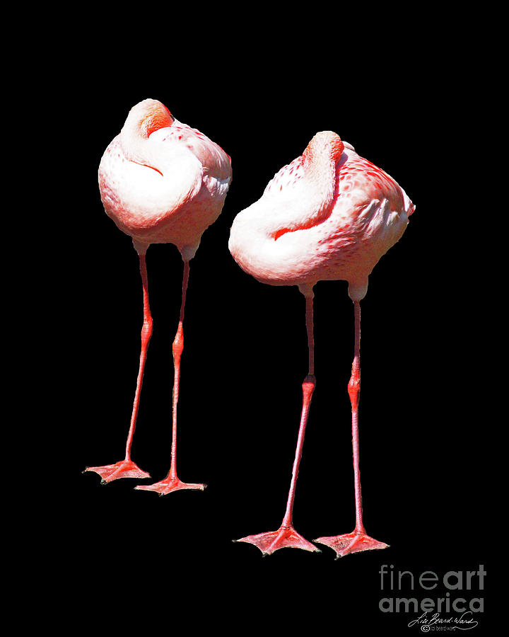 Flamingo Digital Art - Siesta in Pink by Lizi Beard-Ward