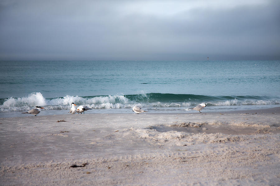 Seagull Photograph - Siesta Key Morning Gulls by Betsy Knapp