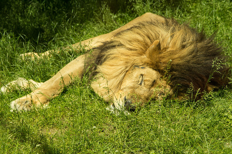 Siesta Lion Photograph by Allan Morrison