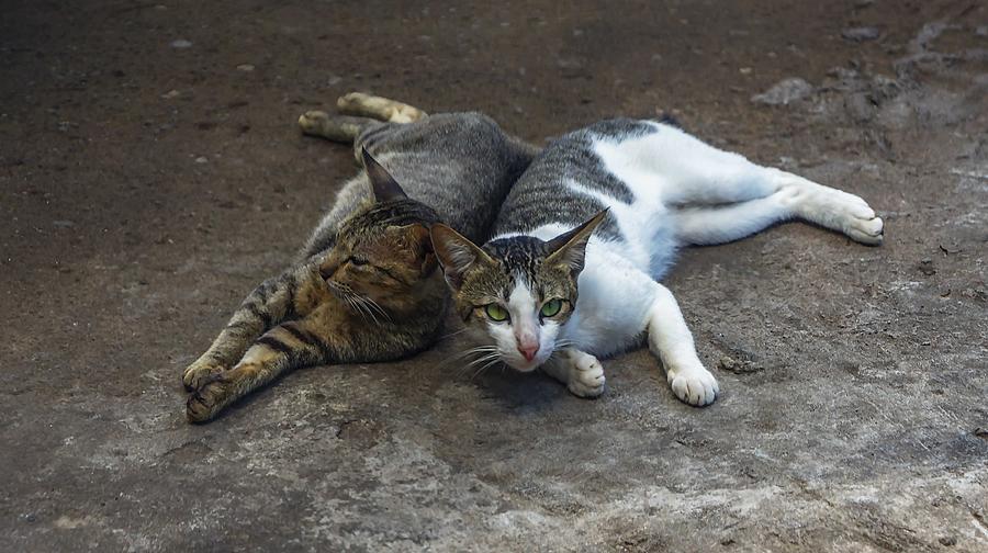 Siesta Time Photograph by Lik Batonboot - Fine Art America