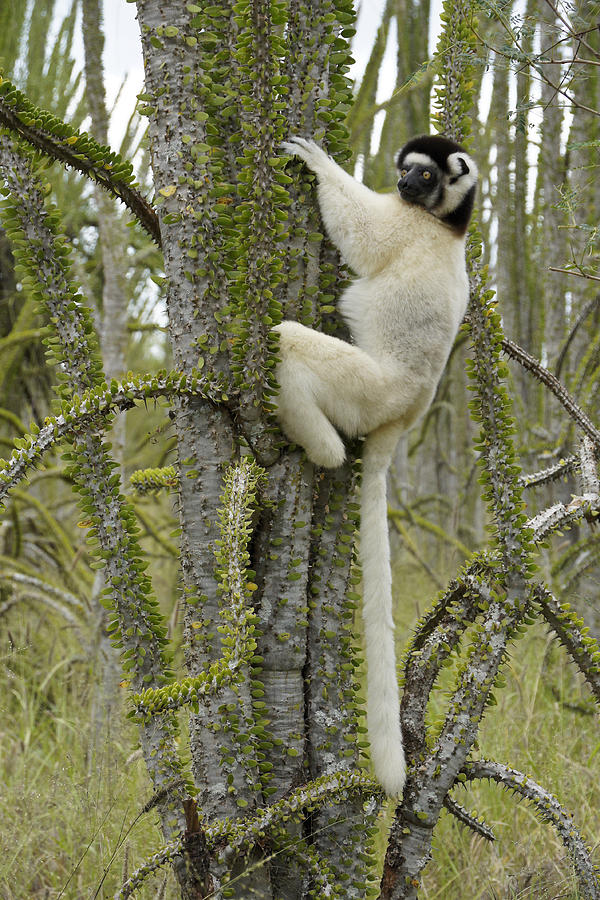 Sifaka in the Spiny Forest Photograph by Michele Burgess