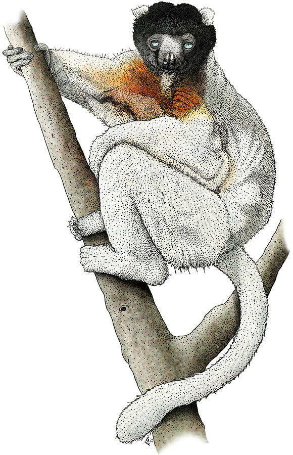 Sifaka Lemur Photograph by Roger Hall