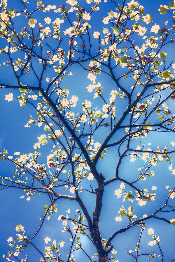 Sights of Spring - North Carolina II Photograph by Dan Carmichael