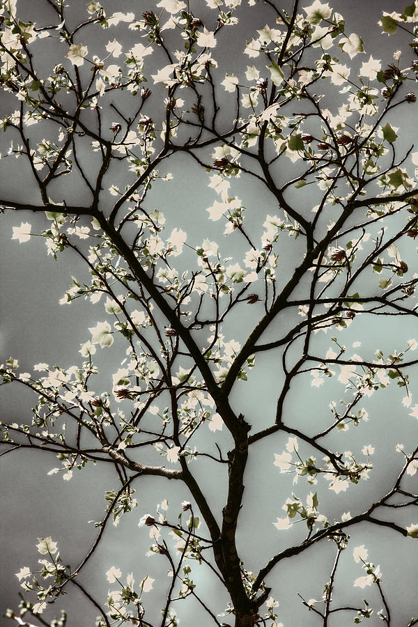 Sights of Spring - North Carolina III Photograph by Dan Carmichael