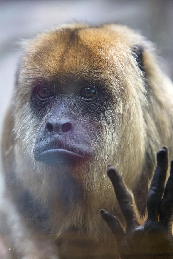 Monkey Photograph - Sign Language by Karol Livote