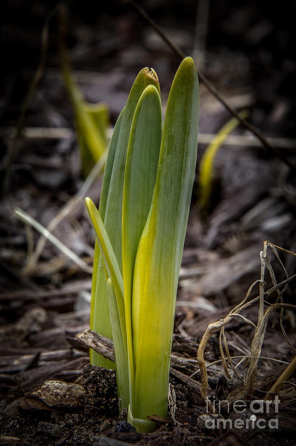 Sign of Spring 2 Photograph by Ronald Grogan