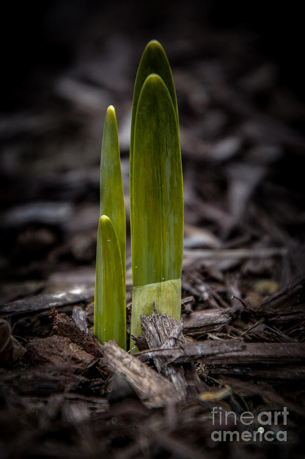 Sign of Spring Photograph by Ronald Grogan