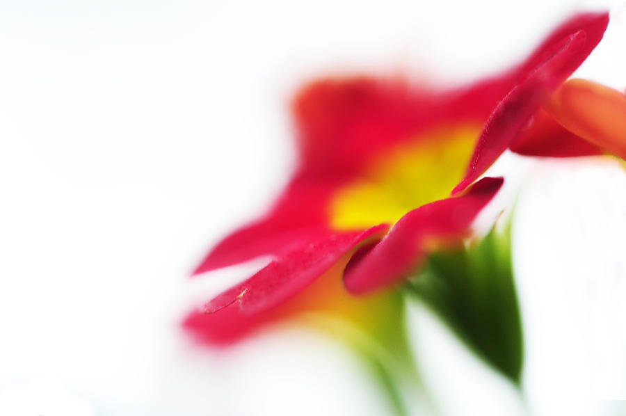 Flower Photograph - Sign of Spring V. Primrose by Jenny Rainbow