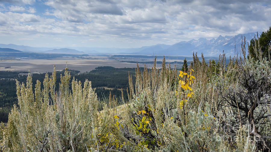 Signal Mountain in Grand Teton NP Photograph by Debra Martz