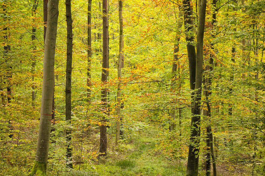 Signs of autumn in the green forest Photograph by Matthias Hauser ...