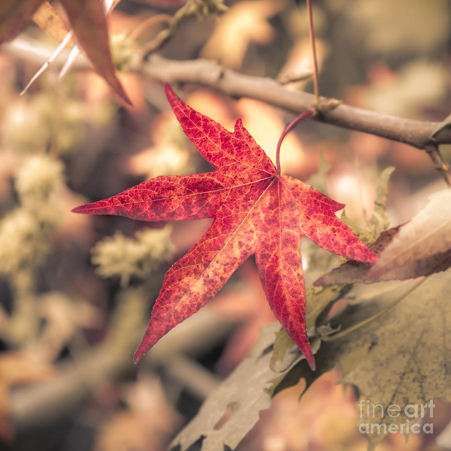 Signs of Autumn Photograph by Lucid Mood