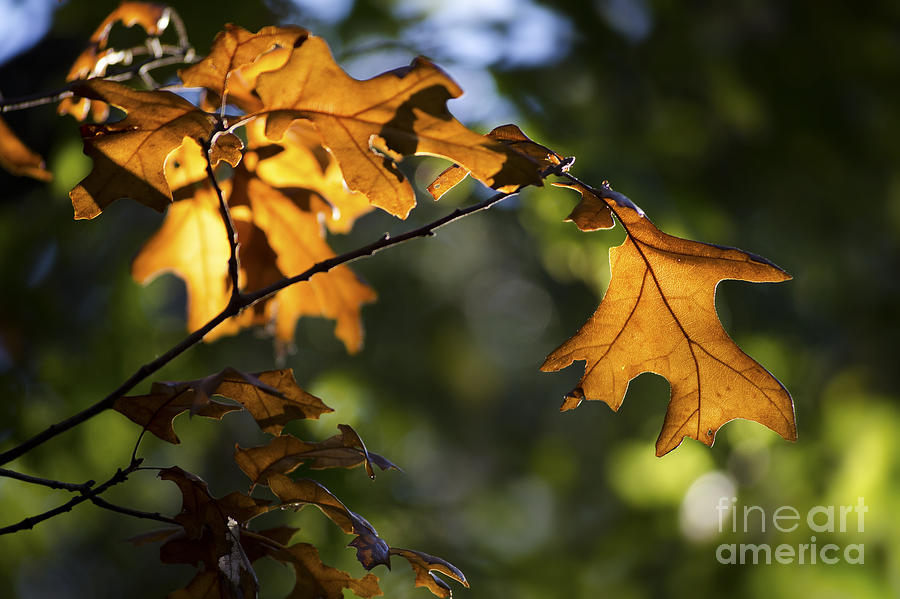 Signs Of Autumn Photograph by Ryan Smith