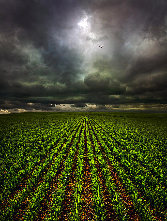 Landscape Photograph - Signs of Life by Phil Koch
