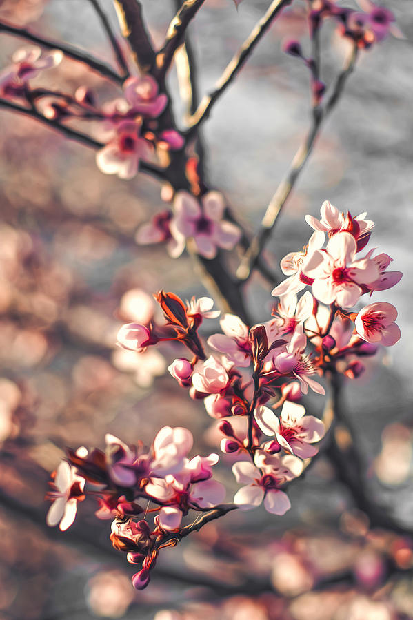 Signs of Spring Photograph by Joshua Minso