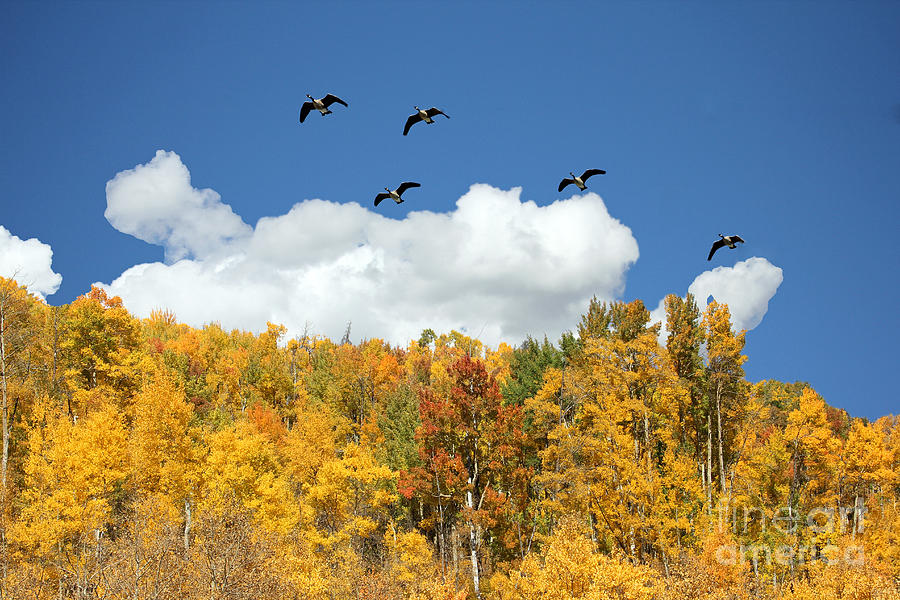 Bird Photograph - Signs of the Season by Bob Hislop