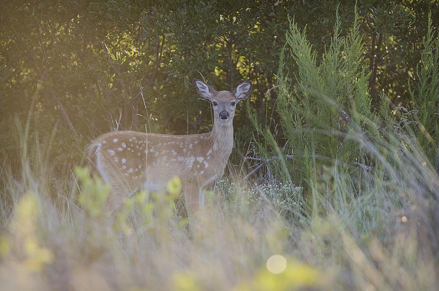 Sika deer Photograph by Michael Donahue